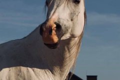 0009